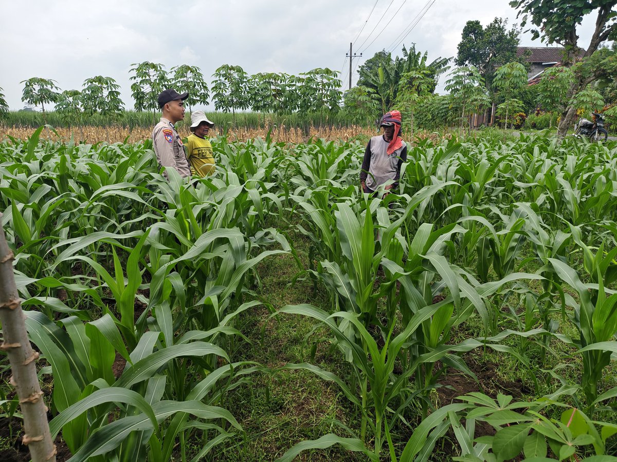 Sekalidawir's tweet photo. Untuk Mewujudkan Ketahanan Pangan Bhabinkamtibmas Desa Ngantru Mengawal Penanaman Jagung di Desa Binaan. https://t.co/9O7WHuQAzo