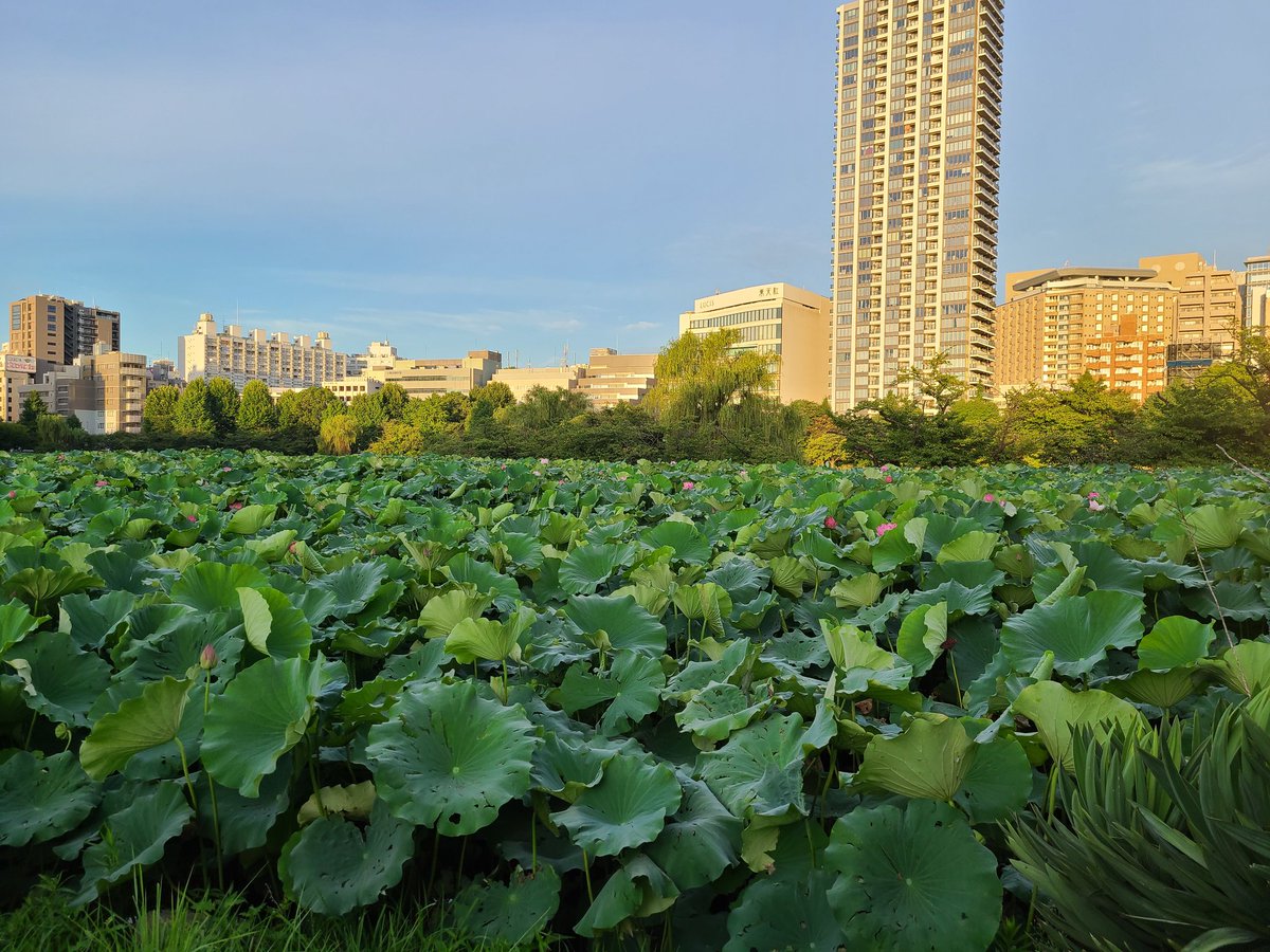 gessenryu56612's tweet photo. 蓮花／不忍池
朝５時前に起きて蓮の花を見に来ました。早朝の咲き始めは蓮花の香りが漂っていて、とても好きです😊 https://t.co/0AgOrDJQ8w