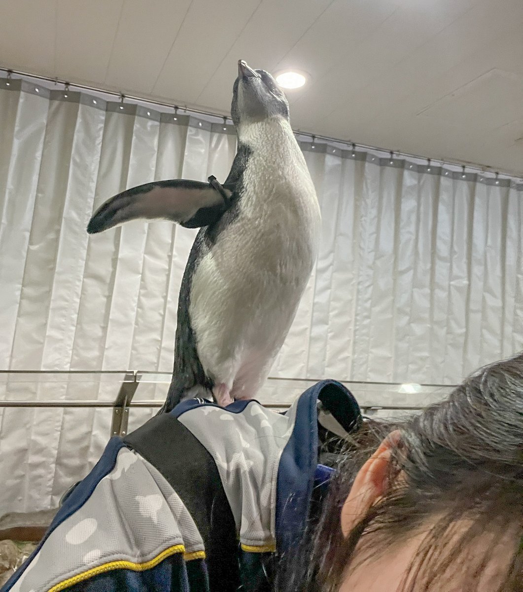 Osaka_Kaiyukan's tweet photo. 肩のりペンギン、現る!?🐧

今年生まれたミナミイワトビペンギンのヒナの好奇心が止まりません✨

まだ人への警戒心が少なく、興味津々
飼育員のひざや肩にちょこんと乗って、ばっちりポーズを決めてくれます☺
 
#フォークランド諸島 https://t.co/9nVh9nxdRg