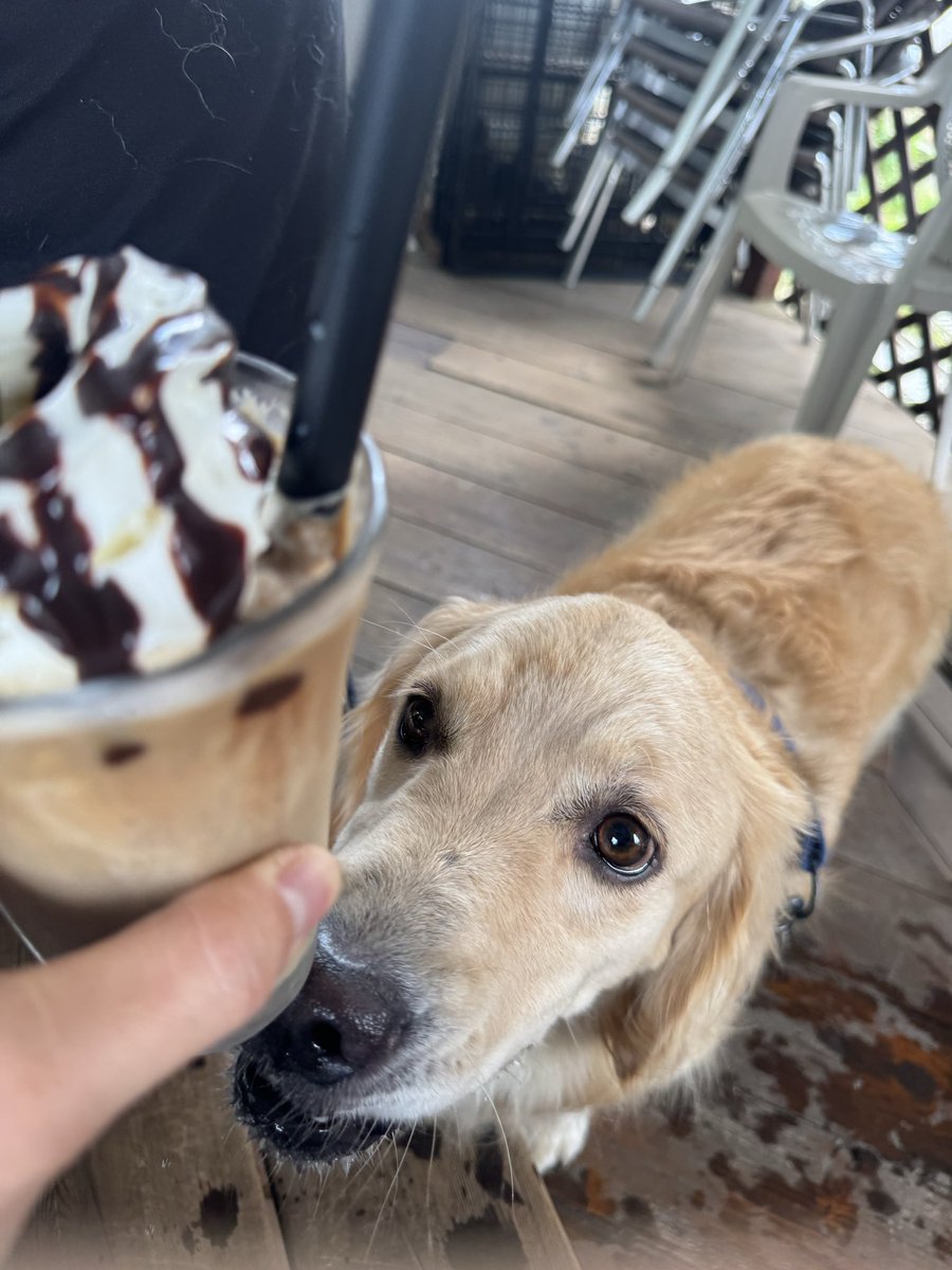 ilisrigia's tweet photo. 昼飯に犬の入れるお店行ってからドッグランでお茶してきた

飼い主はこれからお店開けます…寝みぃー https://t.co/ShZ3FdkNBK