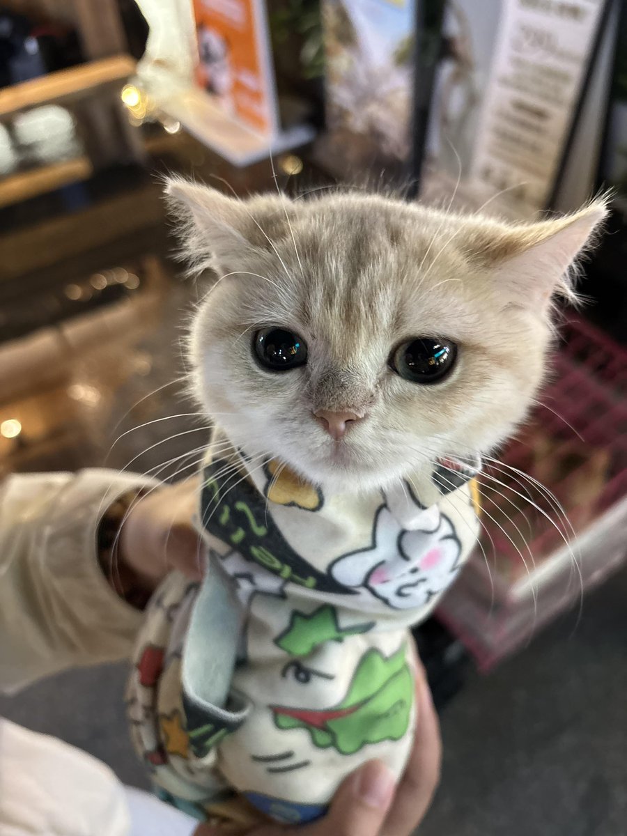 nocontextscats's tweet photo. Purrito https://t.co/kWPucKav0n