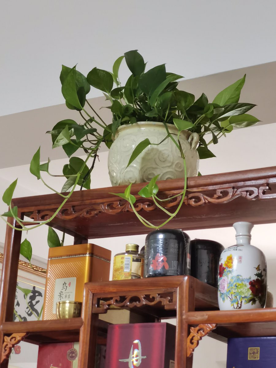 JessicaParpo2y's tweet photo. Pro tip for keeping your pothos happy u0026 lush: Let the top 2 inches of soil dry out completely between waterings, and give it bright indirect light. Your trailing beauty will thank you! https://t.co/Ywrz0rcLHc