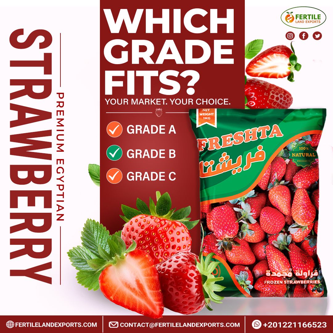FertileL55544's tweet photo. WHICH GRADE FITS? 🍓
Your market. Your choice.

Different markets demand different specifications.
Choose the right Egyptian strawberry grade for your business — from Grade A to Grade C, with Fresh, Frozen &amp; IQF options.

#EgyptianStrawberries #FoodExport #B2B #FertileLandExports https://t.co/AlOtVVTta9