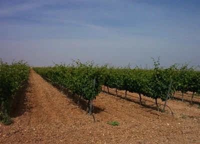 Orodecastilla's tweet photo. 1992

Clonación (y no es la oveja dolly)

Nuestro carácter es indómito. Por eso, fuimos los primeros en hacernos con la parcela de Verdejo con material de Selección Clonal de @jcyl en Carro de Santamaría

Historia de Oro de Castilla 👉 https://t.co/yLujblhCVV https://t.co/16bACq8ZlR