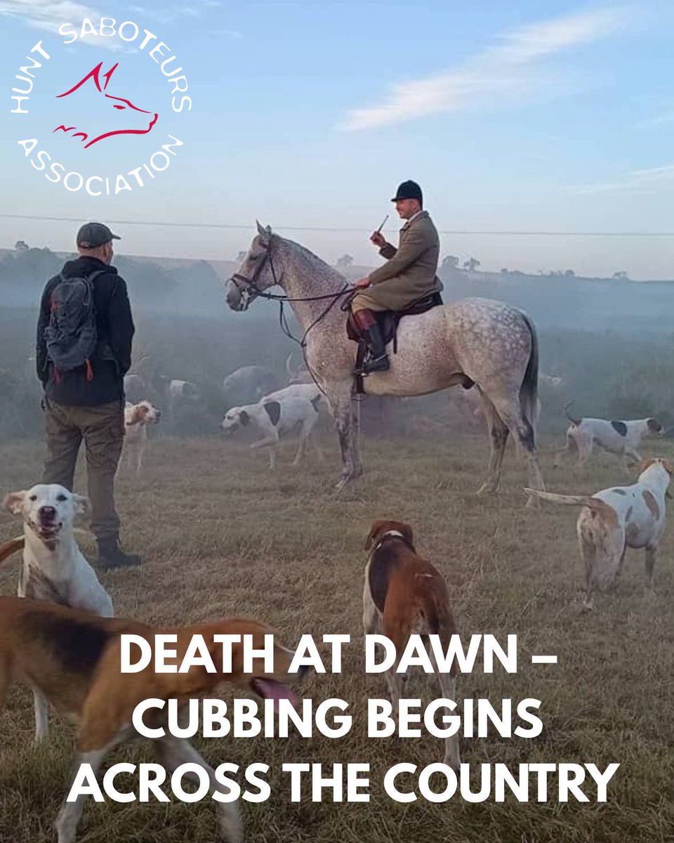 HuntSabs's tweet photo. 𝗔𝗿𝗼𝘂𝗻𝗱 𝟭𝟬,𝟬𝟬𝟬 𝗳𝗼𝘅 𝗰𝘂𝗯𝘀 𝗮𝗿𝗲 𝗸𝗶𝗹𝗹𝗲𝗱 𝗱𝘂𝗿𝗶𝗻𝗴 𝘁𝗵𝗲 𝗰𝘂𝗯𝗯𝗶𝗻𝗴 𝘀𝗲𝗮𝘀𝗼𝗻!

Cub hunting or ‘cubbing’ is the highly secretive and illegal process by which new hounds are trained to hunt and kill foxes. Only the most trusted members of a hunt will be present during these seedy meetings whereby riders will assist new hounds to make a kill, by surrounding the area they are hunting and making a wall of noise to turn any fleeing foxes back. 

However, sabs all over the country will be working tirelessly to successfully disrupt the cubbing season. This saves a lot of lives and can lead to the hounds not being fully trained, resulting in a poor season for the hunt.

Read more 👉https://t.co/dbKQ0B97tV