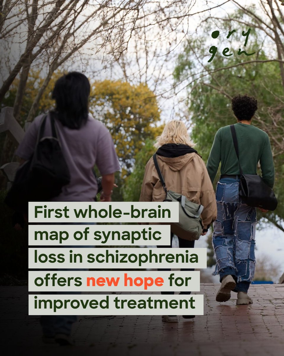 orygen_aus's tweet photo. RESEARCH | More targeted and effective treatments for psychosis could be one step closer, with a new study led by Orygen researcher Dr @SidChop revealing large and widespread synaptic loss in people diagnosed with schizophrenia.

Details: https://t.co/KDyrYfXDvG https://t.co/p8pQTuvje5