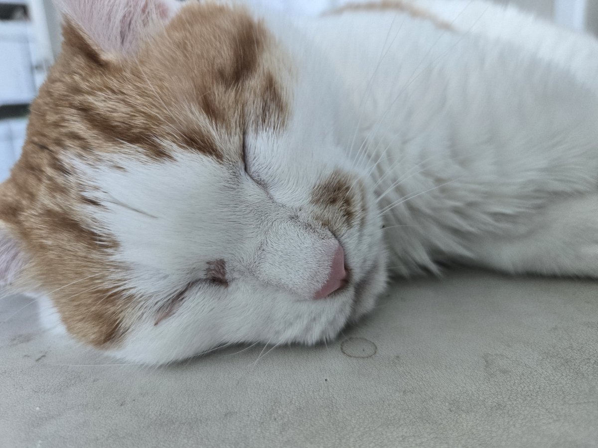 bongpalCAT's tweet photo. 바보아가..눈이왜그래...ㅠㅠ 내일병원가자 쫌만참아 https://t.co/ThmLv3FiRh
