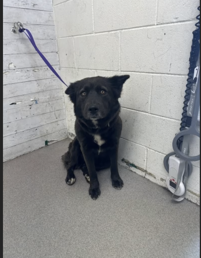 NHLBalerts's tweet photo. 🚨 Kacey the heeler mix  ID A595396 in City of San Bernardino Department of Animal Services, CA is URGENT! LAST CALL! Pls Foster this sweet girl! 🆘

#cattledog #AdoptDontShop #RescueDog #ShelterDog #FosterNeeded #UrgentDogs #california
#losangeles
https://t.co/w8AqSLIjh8 https://t.co/yeDqUq12ZD