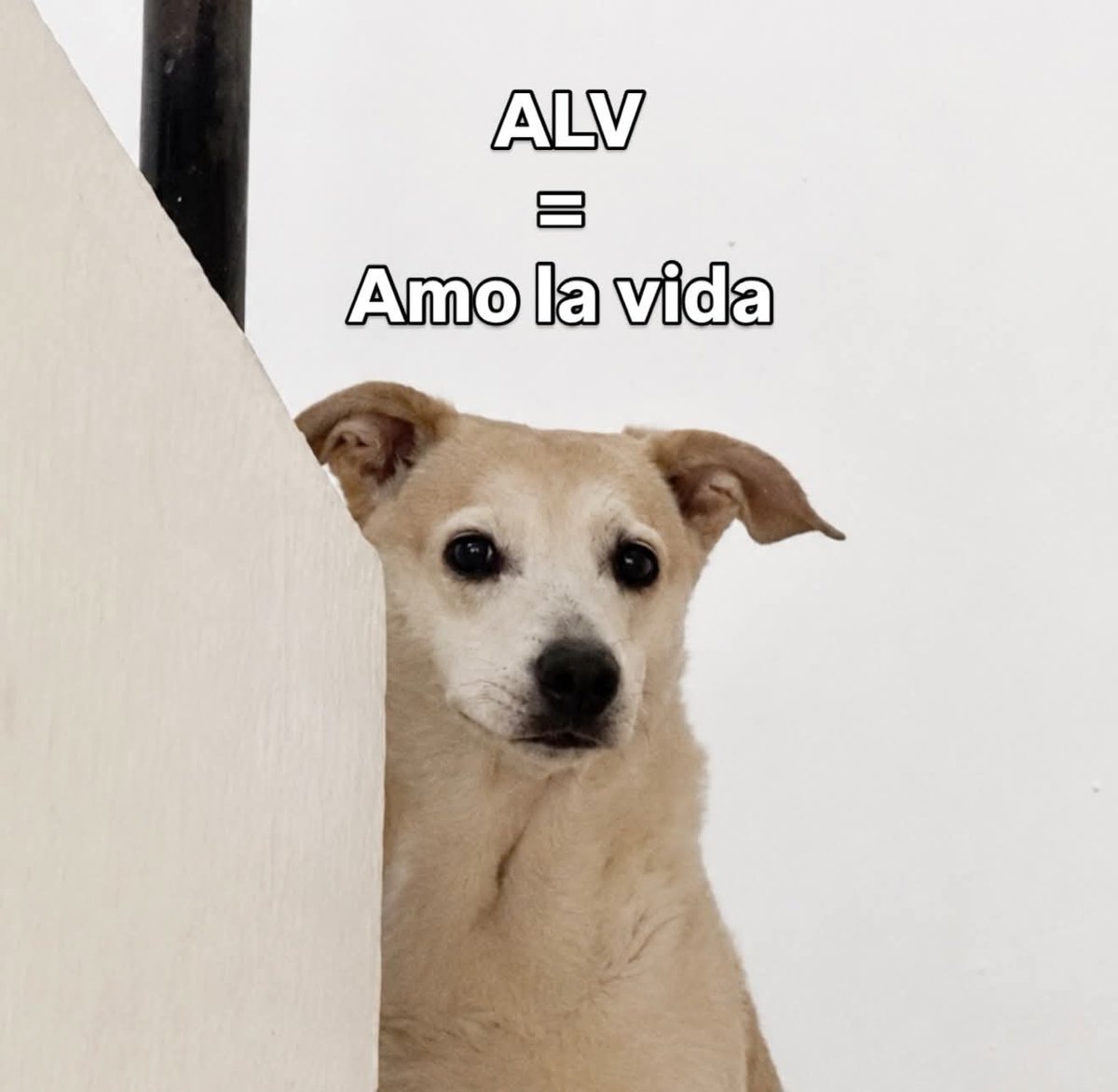 valdiaz79's tweet photo. Para todos los que estaban confundidos ... 🤷‍♀️🤷‍♀️ https://t.co/DAiBjcSL1O