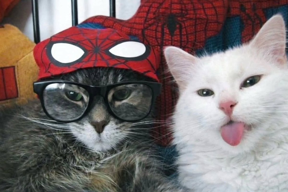 catsworldaura's tweet photo. https://t.co/1i92c19YZY