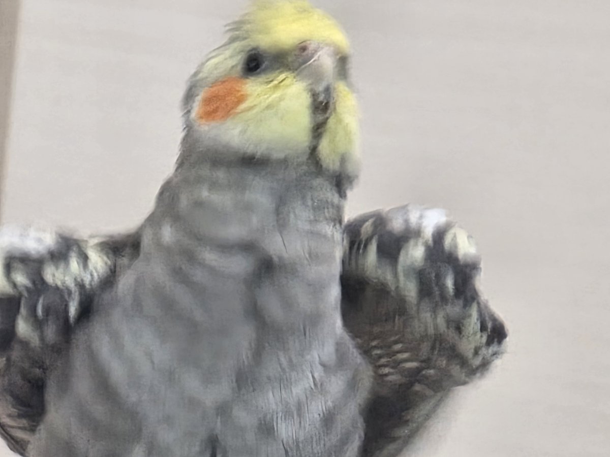 raluto0129's tweet photo. 大恐竜るるぴ

#オカメインコ https://t.co/1UB3apQkrm