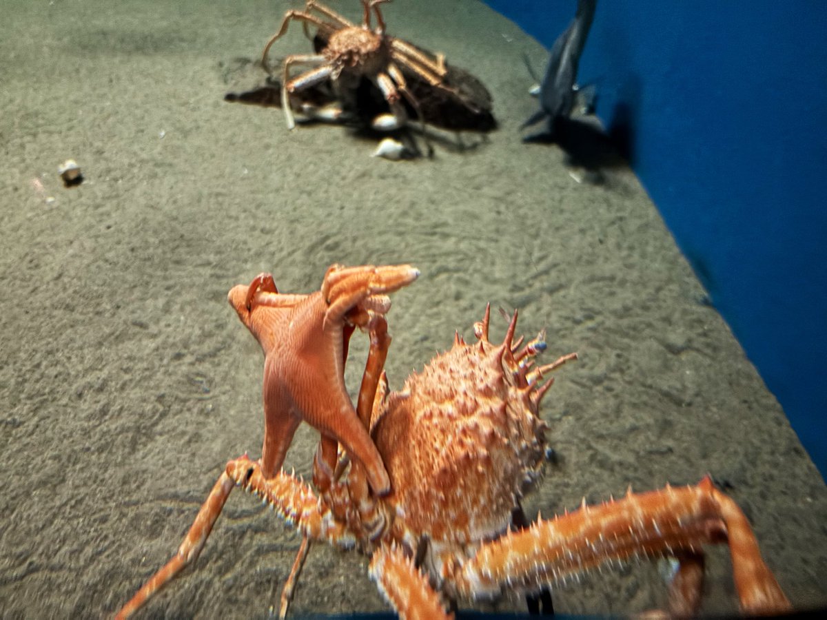 _sa_me_sa_ma's tweet photo. この前水族館に行った時、カニっぽい生き物がヒトデを見せびらかしてくれたのでみんなにも見せてあげるね https://t.co/Zn6yn5DN2E