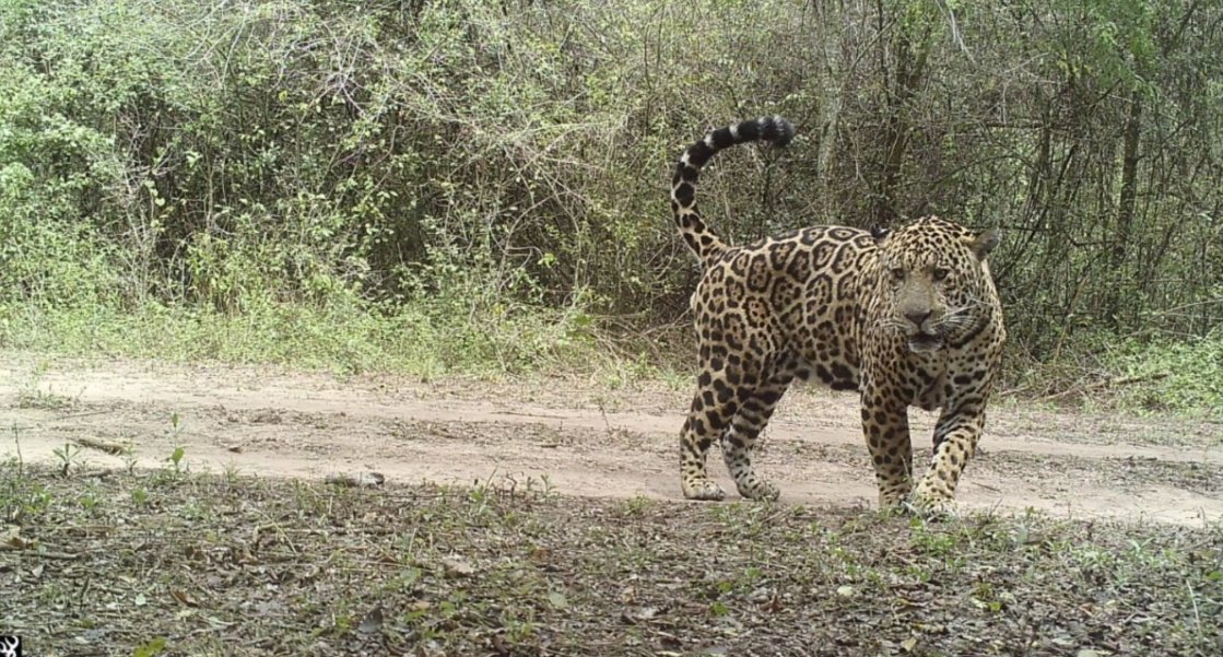 SumandoVocesBo's tweet photo. 🐆 Tres tipos de sistemas ganaderos están acelerando la pérdida del hábitat del jaguar en el bosque seco de Sudamérica, según un estudio.
https://t.co/vFqBTkkmiz
#Mongabay #ganadería #hábitat #jaguar https://t.co/VztYlu8vro