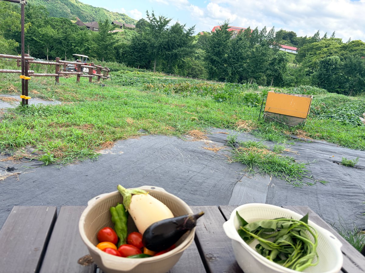 MoTeMiandMe's tweet photo. 無農薬野菜の収穫体験♪
採ったお野菜で　
釜焼���ピザ🍕
う〜ん、美味しい😋
最高の夏の１日　
＠「四時農場」油山（福岡市） https://t.co/uTkQwRWWeJ