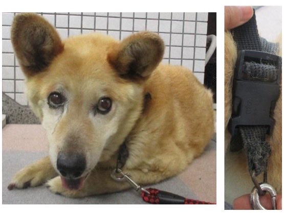 fukushiyamesagi's tweet photo. 🆘緊急🆘#収容犬
🆘#傷病収容🚑衰弱🚨
公表期限8/10(月)
7/30(木)茨城県東茨城郡茨城町大戸
黒首輪
茶♂雑種犬
📲茨城県動物指導センター🙇🏻‍♂️#だっぺ帝国
迷い迷子保護ミックスイヌいぬオス茶色白水戸市笠間小美玉鉾田偕楽園駅赤塚内原涸沼柴龍大黒屋イオンタウン南植物公園ゆるうむやまの湯麺一直あつ森

🚨「衰弱」🚑「オス」「体格/中」「首輪/黒」とされる、茶色(茶白、白茶)の犬が収容されています‼
🚨️飼い主様、関係者様は大至急お迎えをお願いいたします🙏🏻
🚨収容犬にお心当たりのある方は大至急センター迄ご連絡をお願いいたします📲🙇🏻‍♂️

♦️公表期限後も収容継続中の動物達は、センターHP『収容中の動物たち』よりご確認ください🙏🏻(※ センター登録の団体様やボランティア様により引き出されている場合や、期限後に飼い主様のお迎えがあった場合は掲載されません。迷子探しでご不明な点はセンター迄お問い合わせください🙇🏻‍♂️)⏩https://t.co/bL237Y3DZd

※センターへのご連絡は迷子探しのご用件のみでお願いいたします🙏🏻

🟢センター収容の動物は公示満了(公表期限)後、センター登録の団体様、ボランティア様経由で里親様になれます🏡🐕🐈‍⬛🍀✨

♦️人慣れしていない子でも、ボランティア様や団体様に引き出され、お家で家族として暮らす為の訓練をしている子達もいます🐕🐈‍⬛

♦️シェルターや預かり様の所で1頭分のスペースが空けば、また1頭引き出せます。

『chie_kudo1122(センター登録個人ボランティア)』様Instagram
⏩https://t.co/bBgSYmuoCC

◎公示には、種類『雑種』 毛色『茶』* 性別『オス』** 体格『中』首輪『黒』*** 備考『衰弱』**** と記載されています🐕

＊公示掲載画像の動物は、撮影・再生条件、被毛・皮膚の濡れ・汚れ、或いは傷病等により色合いや印象が逸走当時とは違って見える場合があります。また毛色・毛柄等の認識・表現は個人の感覚等によっても異なる為、収容中の犬が公示記載毛色の「茶」としてではなく、茶白、白茶、或いは赤犬等として捜索されている可能性もあります。収容犬の特徴の詳細はセンター迄お問い合わせください(※迷子動物をお探しの方は直接センターへ出向かれてのご確認が確実です。)📲🙇🏻‍♂️

＊＊収容動物は長毛、傷病、或いは興奮等により、性別の確認が困難な場合があり、公示記載の性別が後日訂正される可能性もあります。正確な情報はセンター迄お問い合わせください📲🙏🏻

＊＊＊公示掲載画像の収容動物装着品は撮影・再生条件、褪色・劣化等により元の色合い・形状とは違って見える場合があります。装着品の特徴等詳細はセンター迄お問い合わせください📲🙇🏻‍♂️

＊＊＊＊収容時の傷病の状態、収容後の処置・治療、現在の容体等を含む収容状況の詳細はセンター迄お問い合わせください📲🙏🏻

⚠️公示にはマイクロチップに関する記載はありません。詳細はセンター迄お問い合わせください📲🙇🏻‍♂️

◎迷子動物は市区町村境・都県境等を越境して収容される場合もあります。

◎公示に記載がなく、掲載画像からも不明な収容動物の特徴等についてはセンター迄お問い合わせください📲🙏🏻

◎各センター・保健所等ではDNA検査による鑑定は実施していないと考えられますので、公示記載の犬種・猫種等は推定であり目安とお考えください🙇🏻‍♂️

◎収容動物は長期放浪等の影響による容姿の変化、或いは首輪等の脱落、色柄・形状等の経年劣化、放浪中の他者による装着等の可能性があります。公示に掲載画像がある場合でも、撮影・再生条件、被毛・皮膚の濡れ・汚れ・傷病等により動物の目の色や毛柄等の特徴、或いは経年劣化等により首輪等の色柄・形状等が逸走当時とは違って見える可能性があります。またリンクのミス等により掲載画像に別の個体や装着品が表示されるケースも稀に見られます。公示記載情報、或いは掲載画像からの印象と、動物の逸走当時の容姿、装着品との多少の差異に拘らずセンターでのご確認をお願いいたします🙏🏻

保健医療部動物指導センター保護指導課
〒309-1606 茨城県笠間市日沢47
電話番号：0296-72-1200
FAX番号：0296-72-2271
平日8：30～17：15(土日祝祭日を除く)

センターが保護している犬猫 
⏩https://t.co/1YMcEStlt1

収容中の動物たち
⏩https://t.co/bL237Y3DZd

動物指導センターの紹介
⏩https://t.co/UYpwIhJo2i

26-0489