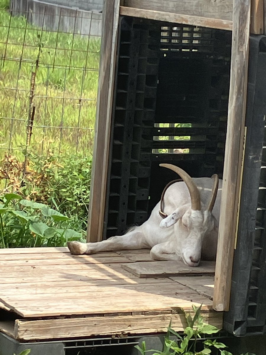 kyoxxx215's tweet photo. すやすや🐐💤 https://t.co/JN7FNzZFyI