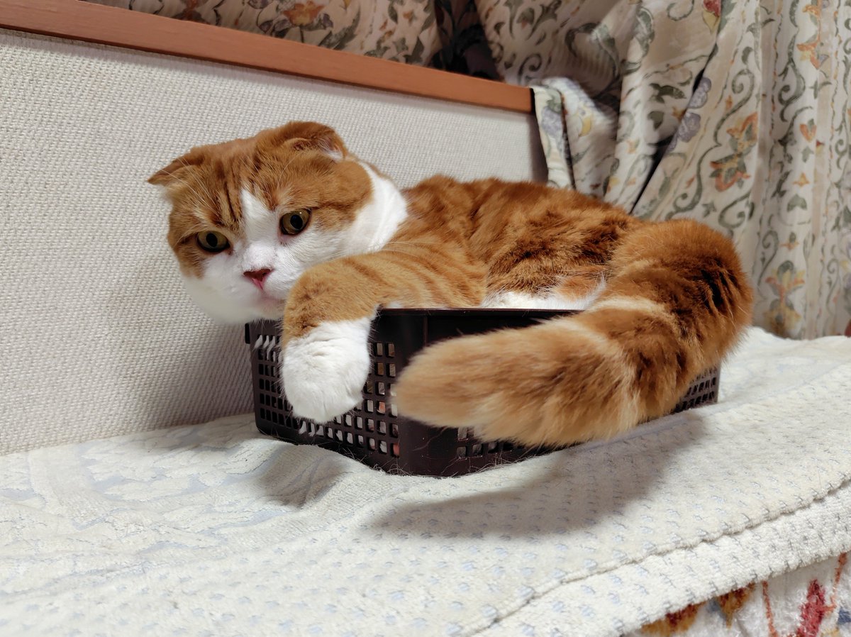 hapi_hapiness's tweet photo. なんか籠ごと浮いてる様に見えるような……🤔
#猫がいる幸せ #猫のいる暮らし https://t.co/SBn8Witg2S