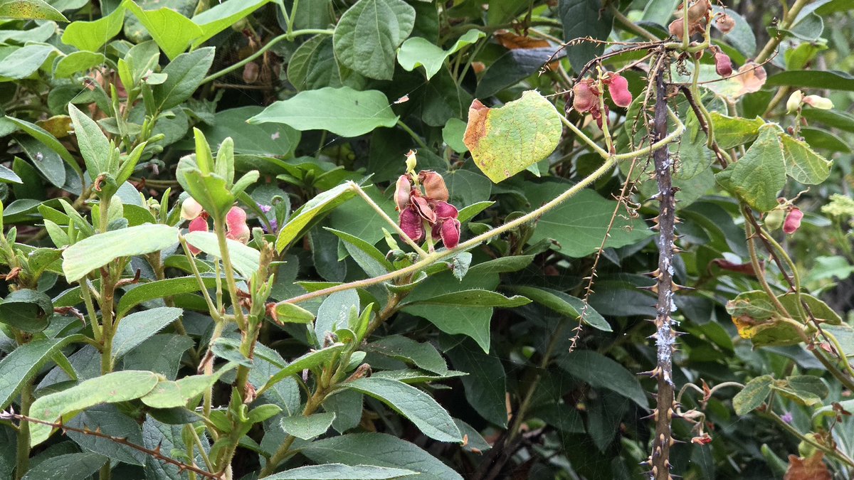 edelweice2's tweet photo. 朝散歩から…8／10
① 今朝はあまり焼けなかった
　05：37　気温28℃　東の風 2～3m
②③ タンキリマメ（痰切豆）の赤い鞘、見っけ～～👍 
④ 狭庭の水まきしていて気付いた
　アマドコロ（甘野老）の実ってこんなキレイな色なのね💚 https://t.co/TLDRmXn0N9