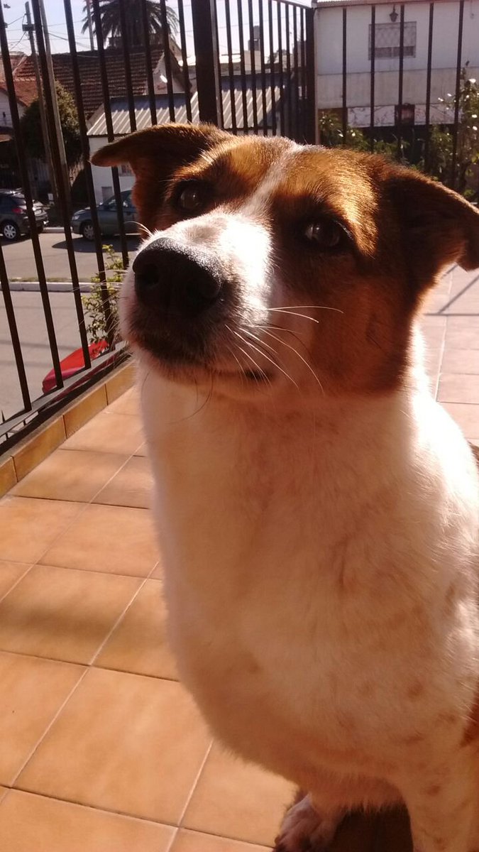 jimenadequilmes's tweet photo. 5 MESES desde que te fuiste a habitar otro plano, y sin embargo, POR CADA RECUERDO QUE DEJASTE, TANTO AMOR QUE DISTE, SEGUÍS VIVIENDO JUNTO A MI, CANELA HERMOSA...🐶🌈🕯️🌟🥹🙏❤️ #Canela #AdoptaNoCompres https://t.co/LIgtEa19df