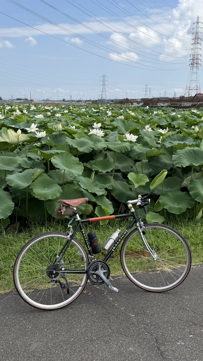 yanarkey's tweet photo. #ラレー 
#raleigh
#raleighbikes
#ラドフォードクラッシック
#自転車
#フラットバーロード
#自転車のある風景
#クロモリ
#ポタリング
#愛西市 https://t.co/3QNPyQgiBk