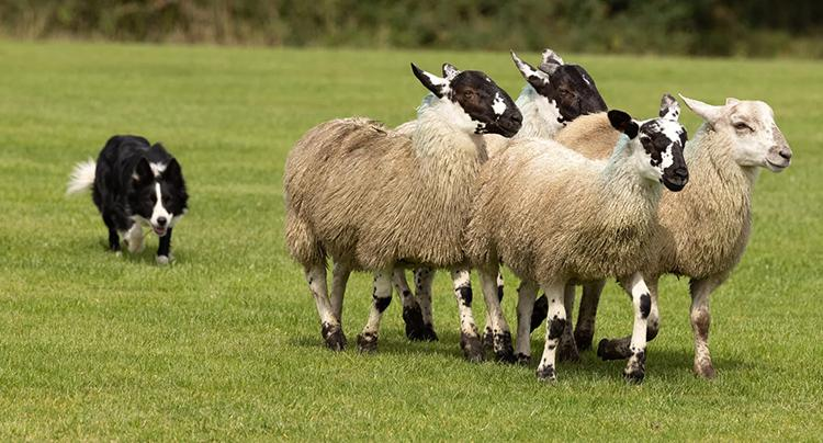 nicholasdrocha's tweet photo. noticed most app owners I talk too think they have to embellish their app in order to reduce churn... not the case

people just need a nudge to re-capture their attention for, then your app's value does the work and sells them their desire --> they justify keeping their subscription

consumers are like sheep, you are the herd dog, guiding them back to your product when they stray off for too long