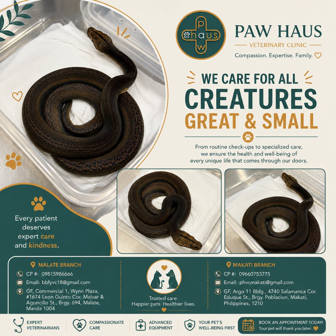 paw_haus's tweet photo. 🐾 Every pet deserves expert care, no matter the size or species. At Paw Haus, we provide gentle, specialized veterinary care for exotic and conventional pets. 💚 #ExoticPetCare #VeterinaryCare #PawHaus https://t.co/XGO1PmJzW1
