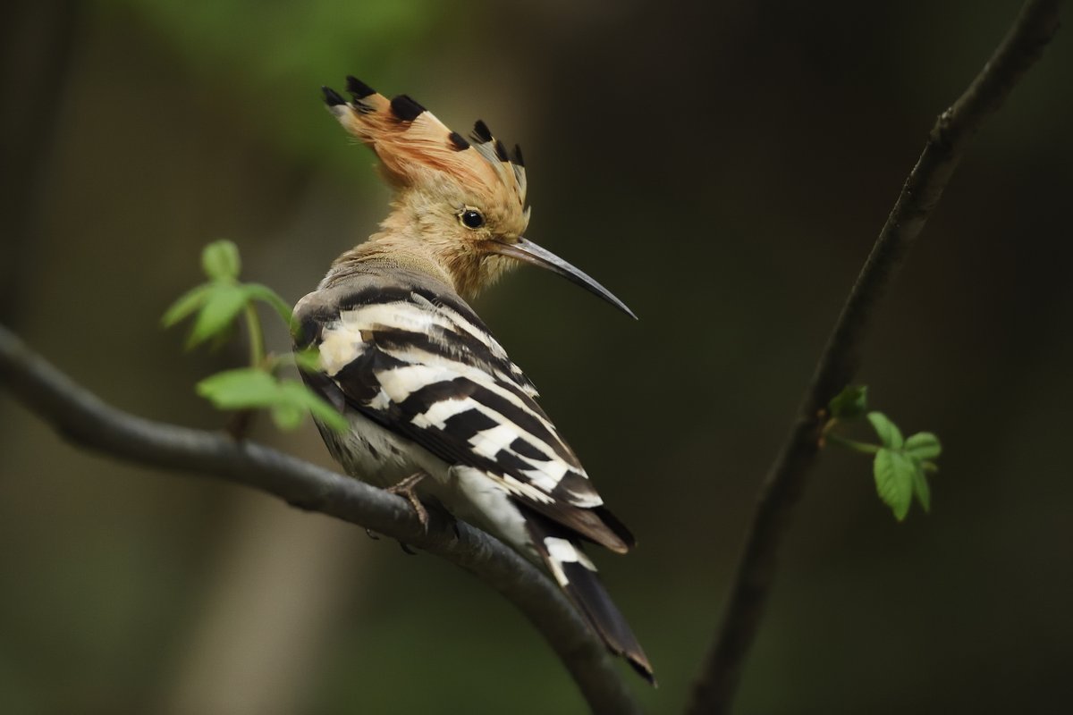 facai817817's tweet photo. Sichuan is a fantastic bird‑watching destination home to a rich diversity of bird species. Early‑morning parks are especially popular among young birdwatchers.
#BirdWatching #SichuanTravel #WildlifeChina #ChineseNature #Birding https://t.co/woXSpXYsYi
