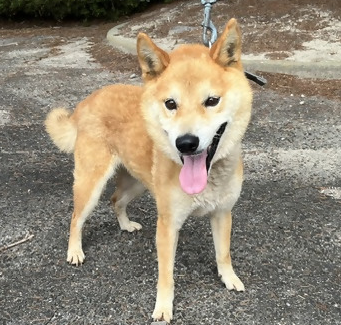 oita_buntakaHC's tweet photo. 🐶犬を保護しています🐶
8月９日日曜日午後11時すぎ、豊後高田市玉津で保護しています。
飼い主さんは、豊後高田保健部までご連絡ください。
・柴犬雑種の雄
・中くらいの大きさ
・淡い青色の首輪
＃行方不明
＃迷い犬
＃犬
＃豊後高田 https://t.co/crLB9sA7p2