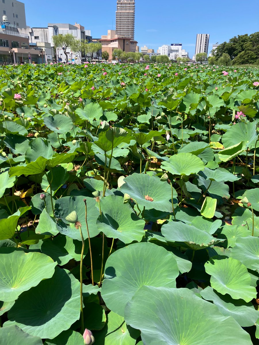 ri_____22222's tweet photo. ひらり旅 〜東北一周 2日目〜
in #秋田
景色に癒され
風が気持ち良くて
美味しいグルメを満喫して
秋田楽しい！
でももう行かなくちゃ🚃
旅はまだ続く
#ハスの葉
#ババヘラアイス
#千秋公園
#比内地鶏 親子丼
#稲庭うどん https://t.co/Bw2kdbM0yA