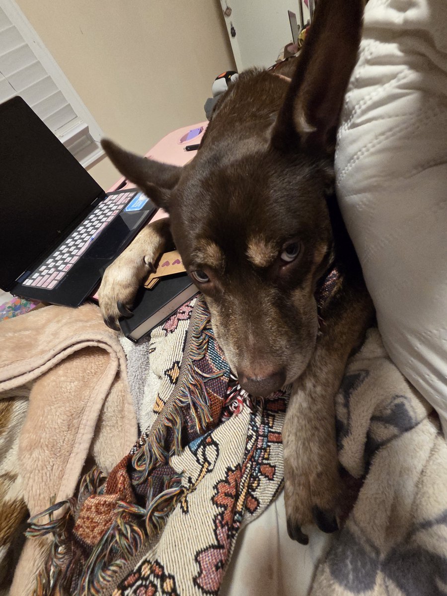 FlameStarry's tweet photo. She just laid on top of the freebies and aint letting me do them

Sorry if your freebies have dogg hair 😔💜 https://t.co/jVhaTBnudW