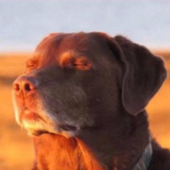 Mihika2004's tweet photo. fomoapp is getting hot again

dont u guys notice this?

this is the best deriv after FOMO

using one of the most famous dog memes, the relief dog

perfectly fits the $ROMO lore

send it https://t.co/tbJ5PJljKs