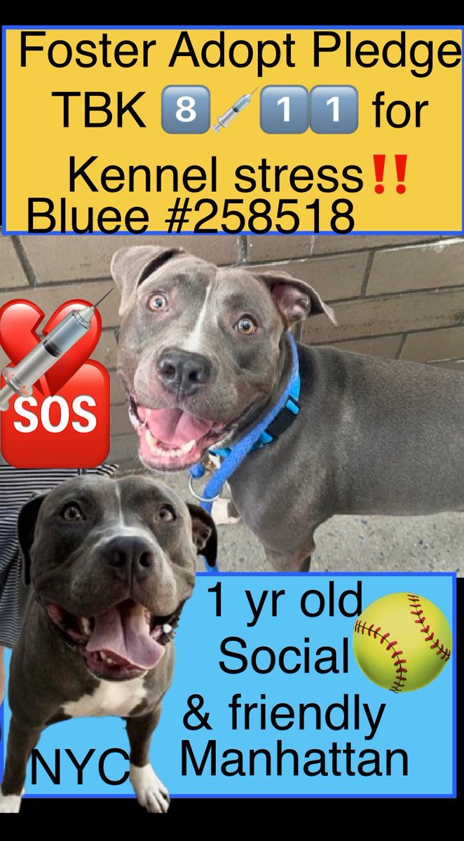 magalys_rios's tweet photo. 🆘 #Foster #Adopt #Pledge
TBK 8️⃣💉1️⃣1️⃣ for KENNEL STRESS‼️
#BLUEE #258518
1 yr old 75 lbs boy social & friendly
NYCACC Manhattan for over 4️⃣2️⃣ days
they want to kill him for jumping in kennel
Bio⬇️
https://t.co/14XNCgiSae
#RESCUEonly through 🆕Hope Partner https://t.co/aioxDwu9F8