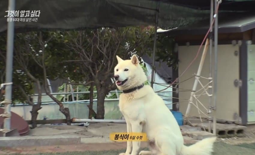 HeyU_takeawalk's tweet photo. 저 강아지 넘 귀여웠고 
진돗개 봉식이(9살 수컷)도 인물 좋고 듬직했음ㅋㅋ길고양이들도 화면에 계속 잡힘
동네 경치 멋지고 평화로워 보이던데 빨리 범인잡혀서 ㄹㅇ평화 찾길.. https://t.co/YkORoLLNyD