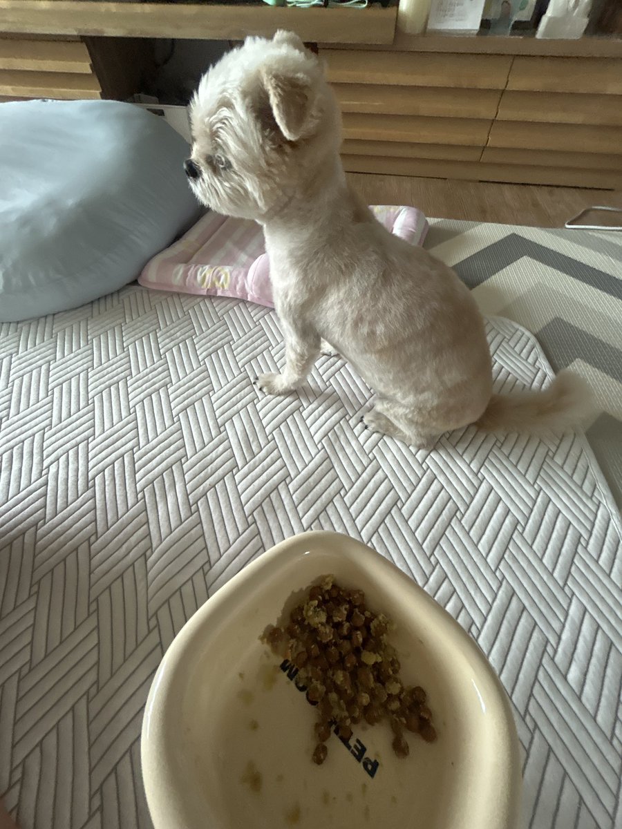 kimmmond's tweet photo. 밥안먹음이 https://t.co/9mDw1Yqu8q
