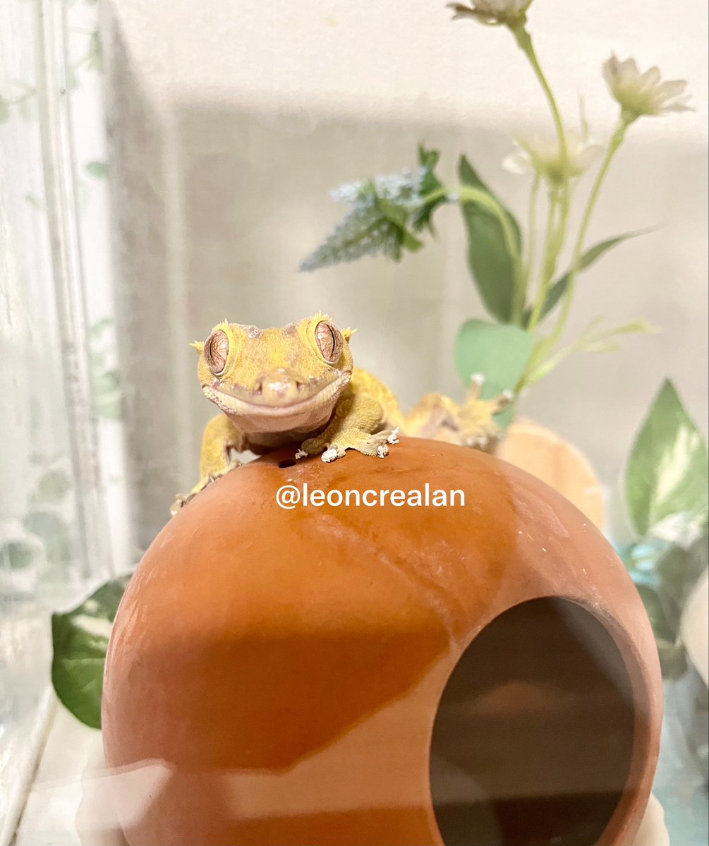 leoncrealan's tweet photo. 爬虫類って可愛い

#爬虫類
#クレステッドゲッコー https://t.co/lVTqxFirMt