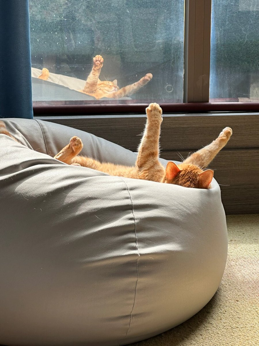 Adeoyekay's tweet photo. When the work screen goes dark, real productivity hits… napping with the cat is the only deadline I’m chasing today. https://t.co/xGcPwMJPQJ