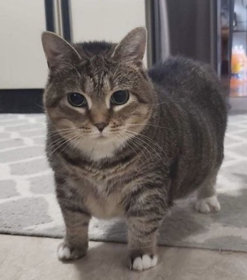nyanz365's tweet photo. 猫カフェ通い始めてから家の猫の圧がすごい https://t.co/I68r1m7okG
