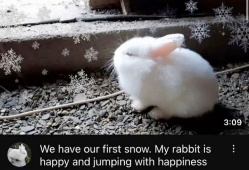 tinywingedangel's tweet photo. we have our first snow , my oomf is happy and jumping with happiness … https://t.co/a5fGHwSBKC