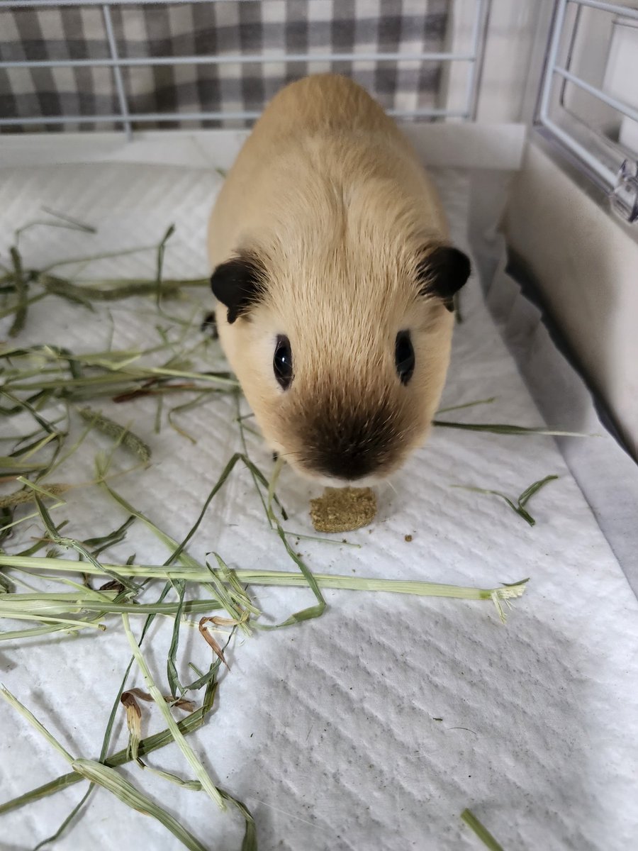 puipui__s2's tweet photo. 我が家の愛モル『ぬか』
大好きなおやつのクッキー🐹💕

#モルモット
#ロシアンスモークモルモット https://t.co/0E0Eil23io