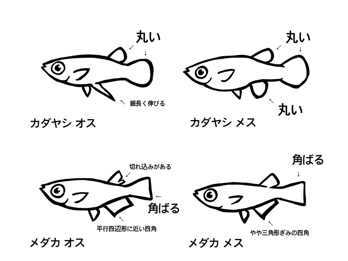 カダヤシ と メダカ の 違い