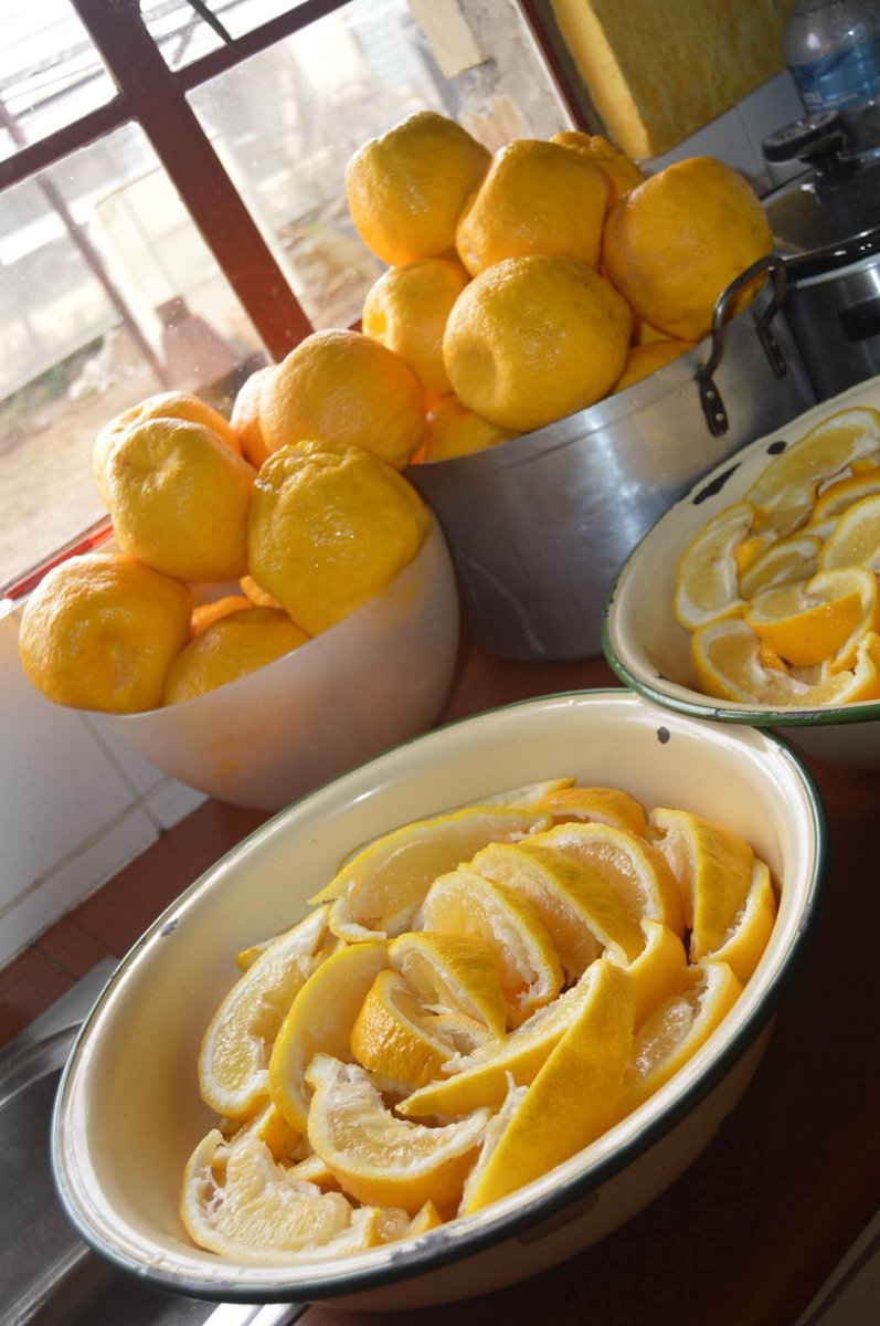 KameelHuise's tweet photo. Hennie took cuttings from the pampelmoes.
Every winter it produces its big, yellow fruit, as if to remind us that there is still plenty of life left in it.
Getting a second chance. New trees will hopefully grow from its cuttings, carrying its story forward.
#KameelZA #OldTrees https://t.co/fKHpMI0opJ