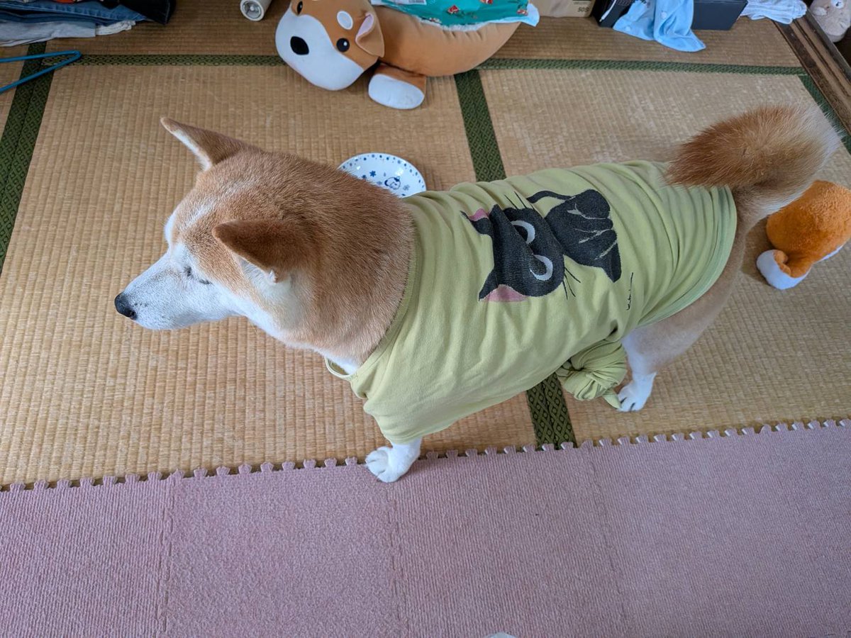 ManiwaNo028's tweet photo. ゆっこ洗われてドライヤー嫌がるから今こうらしい https://t.co/WHdKJYOmVt