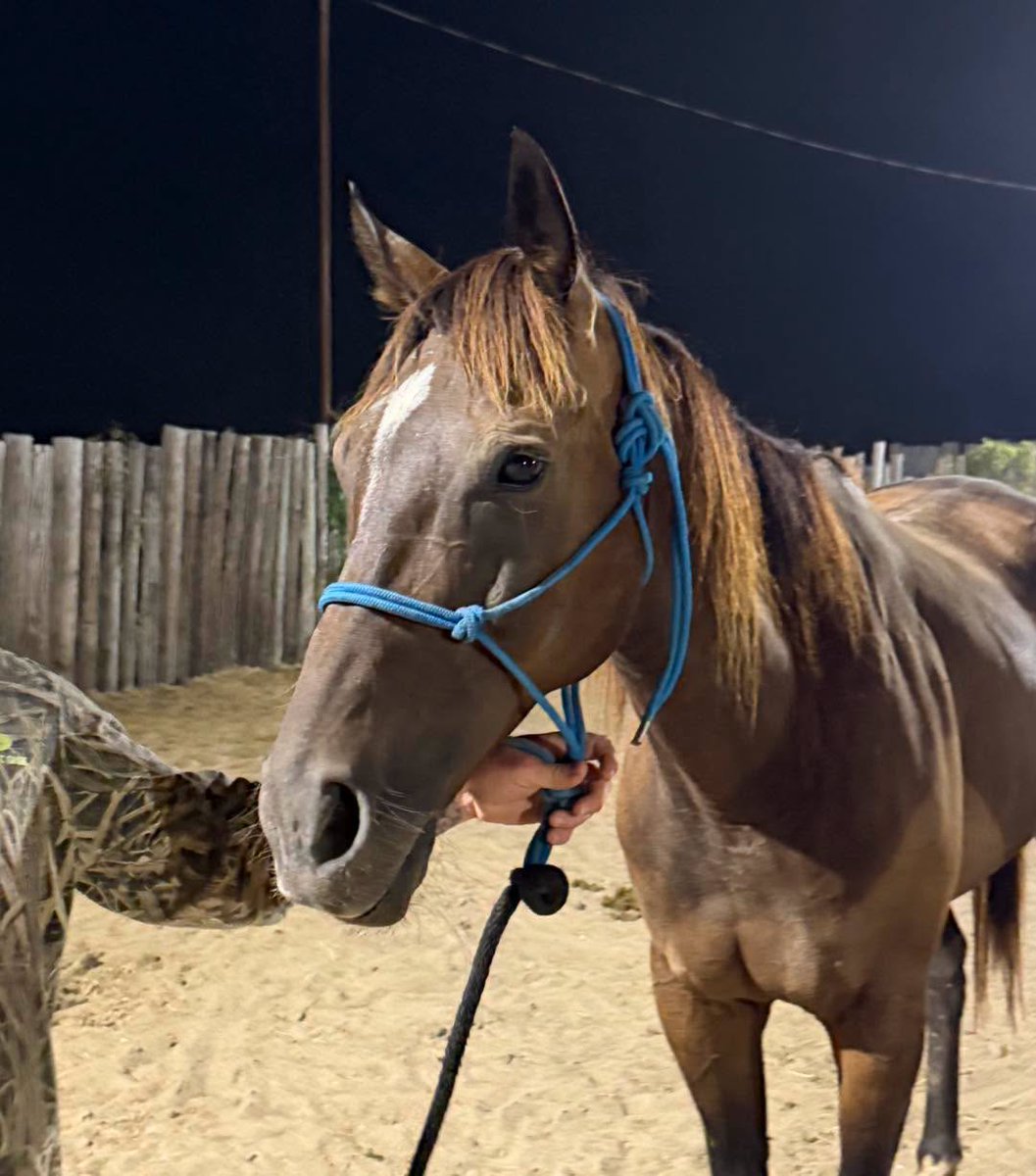 RACEFund's tweet photo. 1-2🚨🆘🚨🆘🚨🆘🚨🆘🚨🆘🚨👉Well folks, we have another herculean task to do.  There are so many Thoroughbreds at lots right now and it is overwhelming and heartbreaking to try to decide which ones to help because we would like to help all of them if we could. However, we just cannot but we can help these 5,  if we can raise the funds needed. We must raise $4850 to secure them and some for partial transport. 

 Silver Mako, Unidentified bay TB mare Tag 1262 & Twinvoke will be going to This Old Horse in MN and TOH will pay their transport, Luck Runs in Me and Breezin Time will be going to STES in TX if we can raise their bail and transport. TOH & STES can do their own quarantine. Twinvokes remaining bail has been paid by us and Leah T. Silver Mako's bail has been partially paid by us but we still need to raise the remaining funds needed. We need to get these horses picked up soon when transport is coming through. 

Please consider a donation to help us help them and please share. Our PayPal Donation link is https://t.co/Yi2dJr6AJo

Thank you so much.
@jockeyclub @BreedersCup @LightUpRacing @louisianabred @prmracing @RepoleStable @PatCummingsNTA @AnitaMotion @ThoroughbredRA @TTAtexas @theTDN @PastTheWire