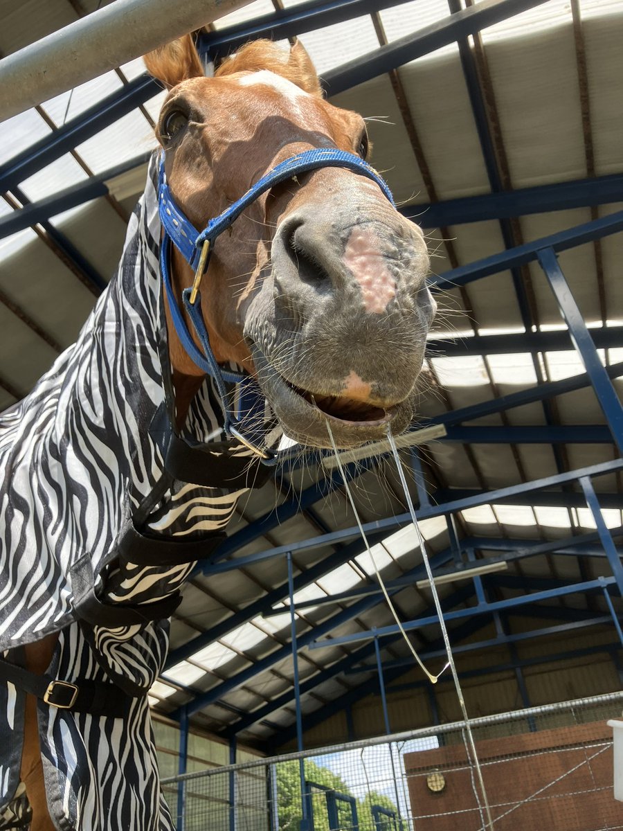 Airjihad0409's tweet photo. 日中は日差しが強いので馬房に入って一休みエアジ🐴💤

風が気持ち良くてうとうとしちゃうね💤💓

エアジ💓
長ーーーーーいよだれが出てるよ🐴🤤❤️ https://t.co/PRmk7CfPDU