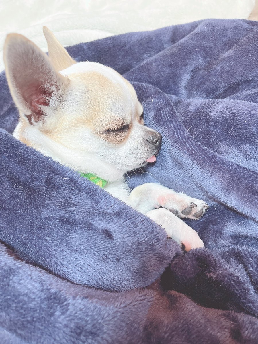 dakyonashi's tweet photo. 原初のﾜﾁﾁ、入院して頑張ってたけどやはり腸閉塞からの腎不全や低血糖で体力がもたなかった😭
今朝亡くなりました……
明日お見送りしてくるよ〜〜
元気でな、また会おう https://t.co/VFWqi8SykZ