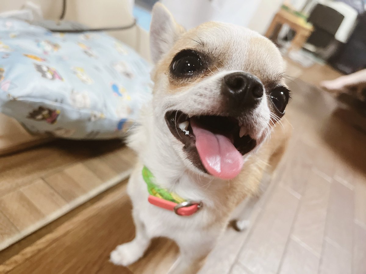 dakyonashi's tweet photo. 原初のﾜﾁﾁ、入院して頑張ってたけどやはり腸閉塞からの腎不全や低血糖で体力がもたなかった😭
今朝亡くなりました……
明日お見送りしてくるよ〜〜
元気でな、また会おう https://t.co/VFWqi8SykZ