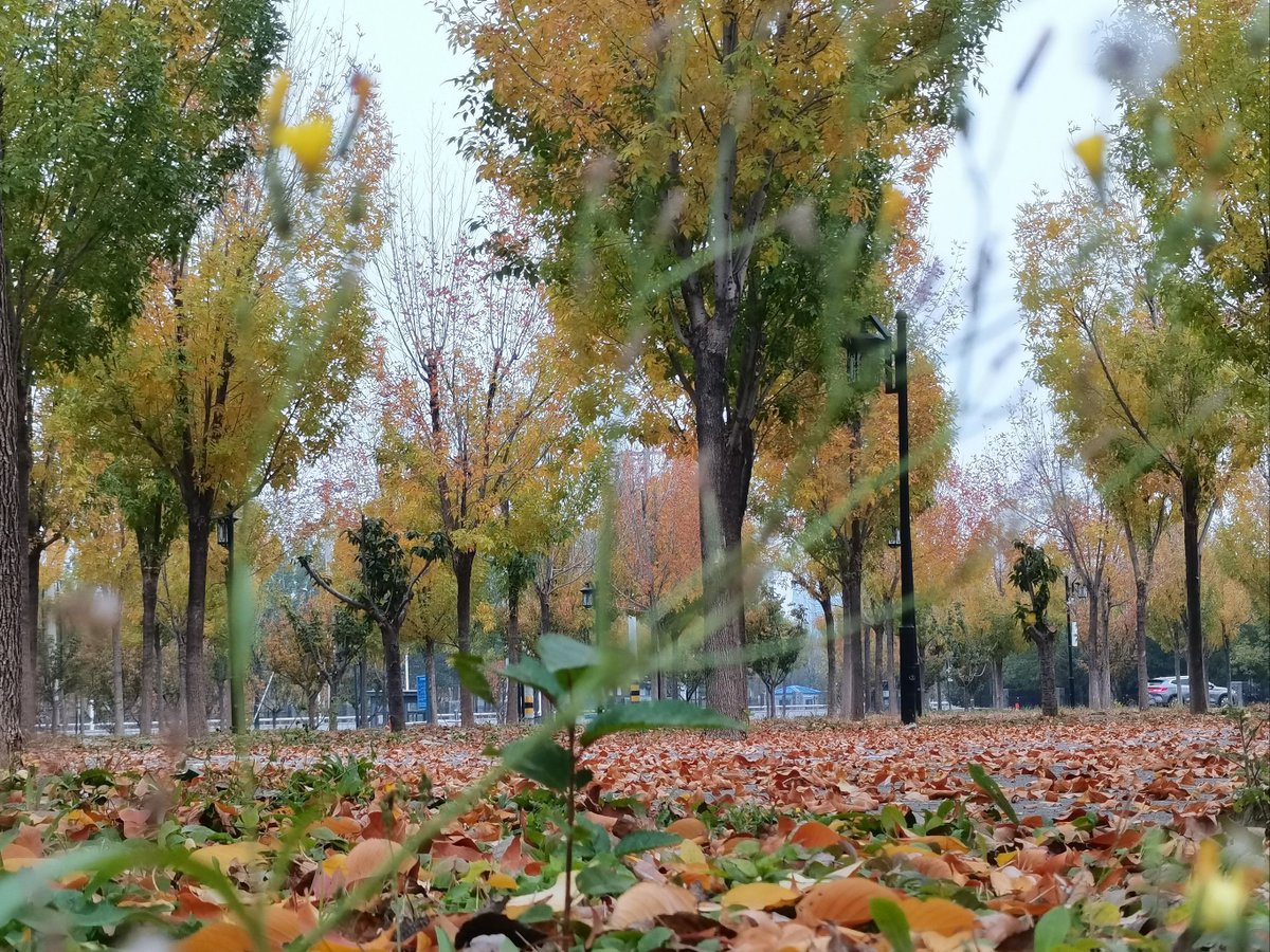 emnt12's tweet photo. [Chilly breeze + golden leaves = perfect autumn walk!  Who else is loving this crisp fall weather]， https://t.co/dAa0nipC7J
