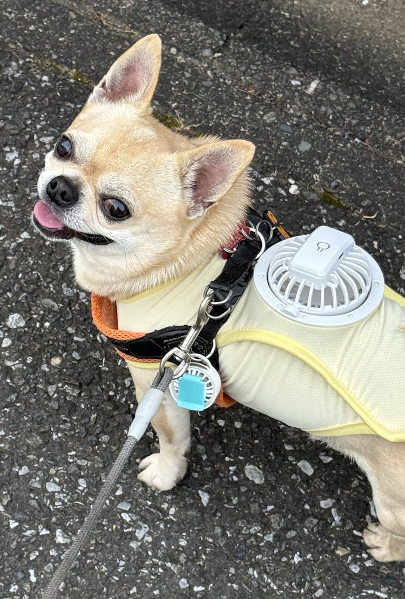 perserkatze_'s tweet photo. わんこの空調服買った！！ https://t.co/dRLkXKE50o