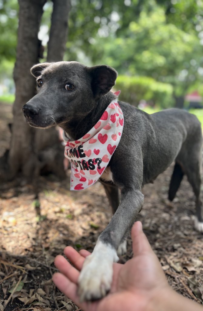 HELA_MORE's tweet photo. Maggie sobrevivió al maltrato, pero lo único que realmente puede sanar su corazón por completo es el amor de una familia que la abrace para siempre ❤️.
Dale una oportunidad.
Tiene 7 años,talla mediana,protocolo completo.
Necesita fisioterapias y es sorda.
Estamos en CDMX. https://t.co/IspRKi4nAv