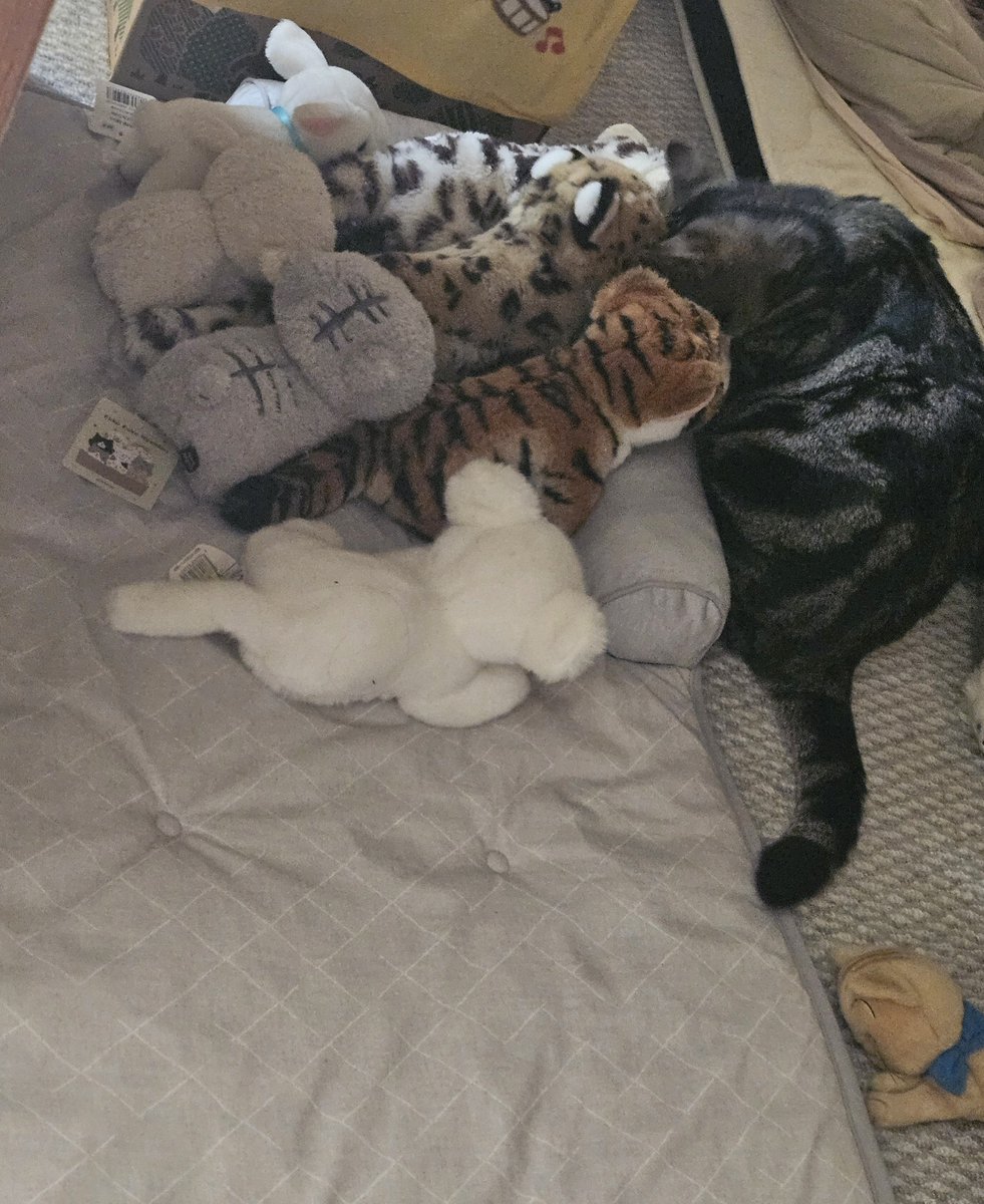 lemo138's tweet photo. 猫とネコ科 https://t.co/cp5BaJtD1n